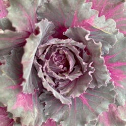 Zierkohl Grün-lila. Glatt, Topf-Ø 12 Cm, 6er-Set -Die grüne Ecke 0690210034 Brassica oleracea T12 Zierkohl glatt lila 6er Set 6 115254