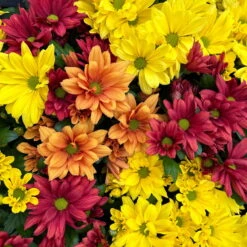 Chrysanthemen Trio 'Sunset' Orange-gelb-rot, Topf-Ø 12 Cm, 6er-Set -Die grüne Ecke 0691110092 0691110102 Chrysanthemum indicum Trio T12 Sunset 6er Set 2 126799