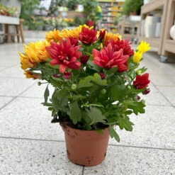 Chrysanthemen Trio 'Sunset' Orange-gelb-rot, Topf-Ø 12 Cm, 6er-Set -Die grüne Ecke 0691110092 0691110102 Chrysanthemum indicum Trio T12 Sunset 6er Set 3 126805