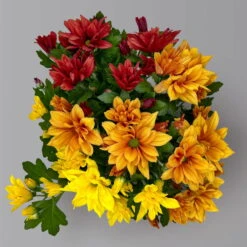 Chrysanthemen Trio 'Sunset' Orange-gelb-rot, Topf-Ø 12 Cm, 6er-Set -Die grüne Ecke 0691110092 0691110102 Chrysanthemum indicum Trio T12 Sunset 6er Set 5 126802