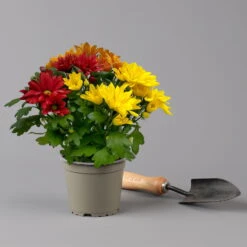 Chrysanthemen Trio 'Sunset' Orange-gelb-rot, Topf-Ø 12 Cm, 6er-Set -Die grüne Ecke 0691110092 0691110102 Chrysanthemum indicum Trio T12 Sunset 6er Set 6 126801