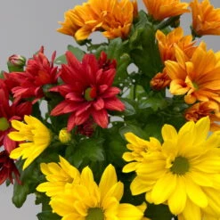 Chrysanthemen Trio 'Sunset' Orange-gelb-rot, Topf-Ø 12 Cm, 6er-Set -Die grüne Ecke 0691110092 0691110102 Chrysanthemum indicum Trio T12 Sunset 6er Set 7 126803