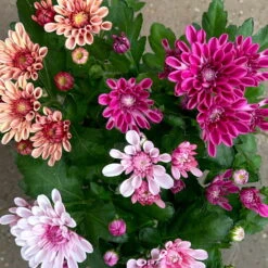 Chrysantheme Trio 'Sweet Melange', Apricot-rosa-lila, Gefüllt, Topf-Ø 12cm, Set -Die grüne Ecke 0691110095 0691110103 Chrysanthemum indicum Trio T12 6er Set 2 126807