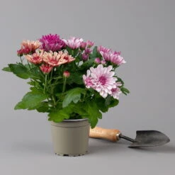 Chrysantheme Trio 'Sweet Melange', Apricot-rosa-lila, Gefüllt, Topf-Ø 12cm, Set -Die grüne Ecke 0691110095 0691110103 Chrysanthemum indicum Trio T12 6er Set 4 126809