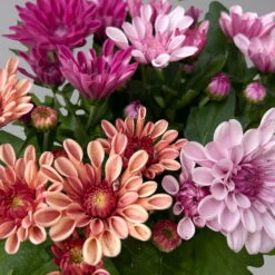 Chrysantheme Trio 'Sweet Melange', Apricot-rosa-lila, Gefüllt, Topf-Ø 12cm, Set -Die grüne Ecke 0691110095 0691110103 Chrysanthemum indicum Trio T12 6er Set 5 126811