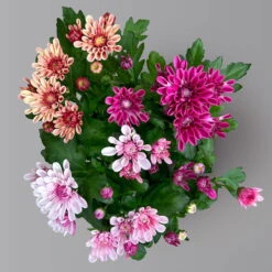 Chrysantheme Trio 'Sweet Melange', Apricot-rosa-lila, Gefüllt, Topf-Ø 12cm, Set -Die grüne Ecke 0691110095 0691110103 Chrysanthemum indicum Trio T12 6er Set 6 126810