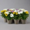 Chrysanthemen 'Trio' Weiß-gelb-rosa, Topf-Ø 12 Cm, 6er-Set -Die grüne Ecke 0691110105 Chrysanthemum indicum Trio T12 einfach bl weiss gelb rosa 6er Set 1 126819
