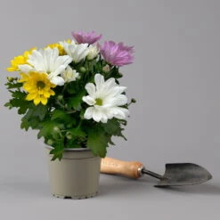 Chrysanthemen 'Trio' Weiß-gelb-rosa, Topf-Ø 12 Cm, 6er-Set -Die grüne Ecke 0691110105 Chrysanthemum indicum Trio T12 einfach bl weiss gelb rosa 6er Set 2 126823