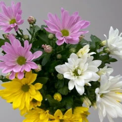 Chrysanthemen 'Trio' Weiß-gelb-rosa, Topf-Ø 12 Cm, 6er-Set -Die grüne Ecke 0691110105 Chrysanthemum indicum Trio T12 einfach bl weiss gelb rosa 6er Set 5 126821