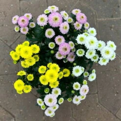 Chrysantheme Trio 'Calimero Carneval' Weiß-gelb-rosa, Gefüllt, Topf-Ø 12cm -Die grüne Ecke 0691110106 Chrysanthemum indicum Trio T12 Calimero Carneval 6er Set 1 126825