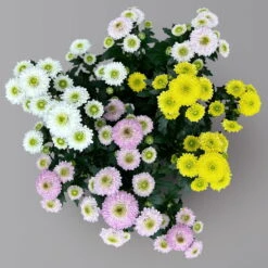 Chrysantheme Trio 'Calimero Carneval' Weiß-gelb-rosa, Gefüllt, Topf-Ø 12cm -Die grüne Ecke 0691110106 Chrysanthemum indicum Trio T12 Calimero Carneval 6er Set 2 126828