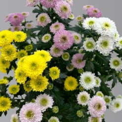 Chrysantheme Trio 'Calimero Carneval' Weiß-gelb-rosa, Gefüllt, Topf-Ø 12cm -Die grüne Ecke 0691110106 Chrysanthemum indicum Trio T12 Calimero Carneval 6er Set 3 126826