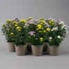 Chrysantheme Trio 'Calimero Carneval' Weiß-gelb-rosa, Gefüllt, Topf-Ø 12cm