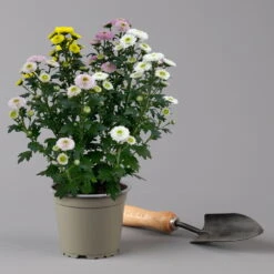 Chrysantheme Trio 'Calimero Carneval' Weiß-gelb-rosa, Gefüllt, Topf-Ø 12cm -Die grüne Ecke 0691110106 Chrysanthemum indicum Trio T12 Calimero Carneval 6er Set 5 126827