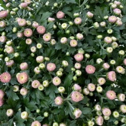 Chrysanthemen Rosa Busch, Topf-Ø 14 Cm, 4er-Set -Die grüne Ecke 0691140044 Chrysanthemum multiflora Busch T14 rosa 4er Set 1 126934