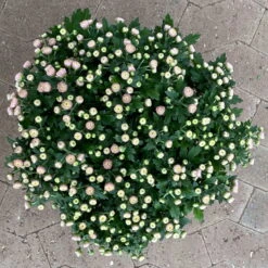 Chrysanthemen Rosa Busch, Topf-Ø 14 Cm, 4er-Set -Die grüne Ecke 0691140044 Chrysanthemum multiflora Busch T14 rosa 4er Set 2 126933