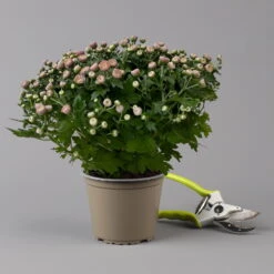 Chrysanthemen Rosa Busch, Topf-Ø 14 Cm, 4er-Set -Die grüne Ecke 0691140044 Chrysanthemum multiflora Busch T14 rosa 4er Set 4 126931