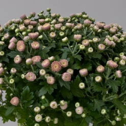 Chrysanthemen Rosa Busch, Topf-Ø 14 Cm, 4er-Set -Die grüne Ecke 0691140044 Chrysanthemum multiflora Busch T14 rosa 4er Set 5 126932