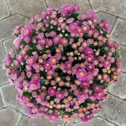 Chrysanthemen Lila, Busch, Topf-Ø 14 Cm, 4er-Set -Die grüne Ecke 0691140047 Chrysanthemum multiflora Busch T14 purple 4er Set 1 126948