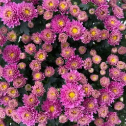 Chrysanthemen Lila, Busch, Topf-Ø 14 Cm, 4er-Set -Die grüne Ecke 0691140047 Chrysanthemum multiflora Busch T14 purple 4er Set 3 126949