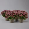 Chrysanthemen Lila, Busch, Topf-Ø 14 Cm, 4er-Set -Die grüne Ecke 0691140047 Chrysanthemum multiflora Busch T14 purple 4er Set 4 126946