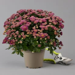 Chrysanthemen Lila, Busch, Topf-Ø 14 Cm, 4er-Set -Die grüne Ecke 0691140047 Chrysanthemum multiflora Busch T14 purple 4er Set 5 126947