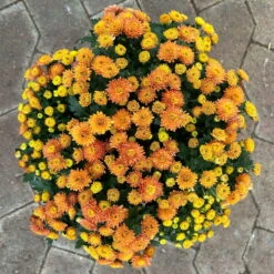 Chrysanthemen Rot, Busch, Topf-Ø 14 Cm, 4er-Set -Die grüne Ecke 0691140048 Chrysanthemum multiflora Busch T14 rot 4er Set 1 126953