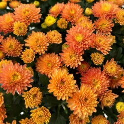 Chrysanthemen Rot, Busch, Topf-Ø 14 Cm, 4er-Set -Die grüne Ecke 0691140048 Chrysanthemum multiflora Busch T14 rot 4er Set 2 126955