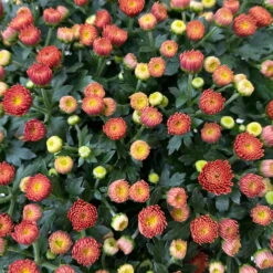 Chrysanthemen Rot, Busch, Topf-Ø 14 Cm, 4er-Set -Die grüne Ecke 0691140048 Chrysanthemum multiflora Busch T14 rot 4er Set 3 126954