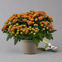 Chrysanthemen Rot, Busch, Topf-Ø 14 Cm, 4er-Set -Die grüne Ecke 0691140048 Chrysanthemum multiflora Busch T14 rot 4er Set 4 126951