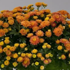 Chrysanthemen Rot, Busch, Topf-Ø 14 Cm, 4er-Set -Die grüne Ecke 0691140048 Chrysanthemum multiflora Busch T14 rot 4er Set 6 126952