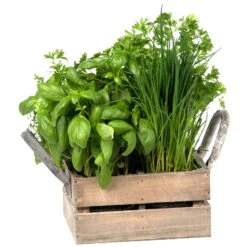 Küchenkräuterkiste Mit Saatgut & Anzuchterde -Die grüne Ecke 0710201026 4 in einer Kiste Kuechenkraeuter 4 Tueten mit Kuechenkraeuter 2 115759