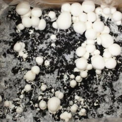 Bio Fertig-Pilzzuchtset Champignon -Die grüne Ecke 0740400018 BIO Fertig Pilzzuchtset Champignon 32241