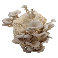 Bio Home Pilzzuchtset Für Austernpilze -Die grüne Ecke 0740400024 BIO Home Pilzzuchtset Austernpilz 2 32252