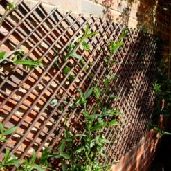 Ausziehbares Weidenspaliergitter, 180x60 Cm