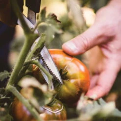 Gemüseschere Solid™ SP240, Schwarz/orange, Ca. 20 X 2 X 9 Cm -Die grüne Ecke 0920300733 solid gemuese schere sp240 5 1 118064