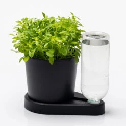 Kräuterheld, Schwarz, PP/PET, 14 X 14 X 22 Cm -Die grüne Ecke 0930101632 Kraeuterheld schwarz2 116324