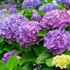 Bodenkur Rhodo-Vital Für Hortensien, Azaleen & Kamelien, 1 Kg -Die grüne Ecke 095050 hortensien a z 126235