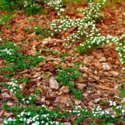 Stauden- & Rosenmulch, 2880l, 48 Sack à 60l -Die grüne Ecke 0960 rindenmulch 1 125175