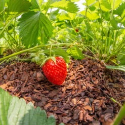 Plantavital Rindenmulch Fein, 2280l, 57 Sack á 40l -Die grüne Ecke 0960 rindenmulch 2 125173