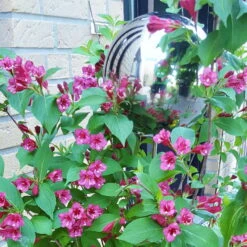 Beetstecker Rosenkugel, 15 Cm, Edelstahl / Poliert, Rosenstab 80 Cm -Die grüne Ecke 0980404030 4031 4032 Beetstecker Rosenkugel 10cm 15cm 20cm Edelstahl poliert mit Rosenstab 80cm 1 62040