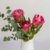 Blumenbund Protea 'Silvia' & Eukalyptus, Inkl. Gratis Grußkarte -Die grüne Ecke 1025700018 Strauss Protea Silvia mit Cinerea 102268