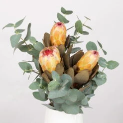 Blumenbund Protea & Eukalyptus, Inkl. Gratis Grußkarte -Die grüne Ecke 1025700019 Strauss Protea Grandiflora 1 101679