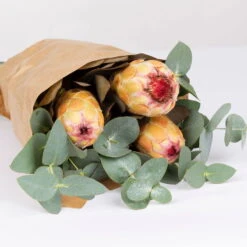 Blumenbund Protea & Eukalyptus, Inkl. Gratis Grußkarte -Die grüne Ecke 1025700019 Strauss Protea Grandiflora 2 1 101682
