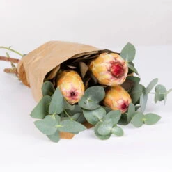 Blumenbund Protea & Eukalyptus, Inkl. Gratis Grußkarte -Die grüne Ecke 1025700019 Strauss Protea Grandiflora 2 101681