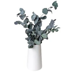 Eucalyptus Cinerea, Getrocknet, Ca. 50 Cm Lang -Die grüne Ecke 1055300001 Eukalyptus Natur 100gr gefriergetrocknet 2 83163