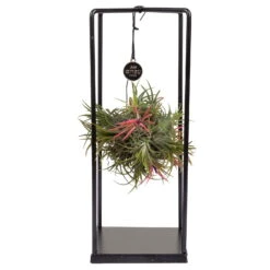 Tillandsia 'Magic Ball' In Eckigem Metallgestell, 17cm Ø -Die grüne Ecke 1530102421 Tillandsia Cube Magic Ball eckig 1 86996