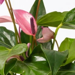 Anthurie 'Water Roots' Rosa, Sorte 'Zizou', In Glasvase 12cm Ø, Ohne Erde -Die grüne Ecke 1530103038 Anthurie Zizou rosa in Glasvase 3 108121