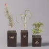 Tillandsien-Trio Im Holzständer -Die grüne Ecke 1530103258 Tillandsia Trio auf Holzblock 1 1 112326