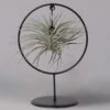 Tillandsia 'Silver Ball' In Rundem Metallgestell, 17cm Ø -Die grüne Ecke 1530150013 Tillandsia Ring Silver Ball rund 1 115573